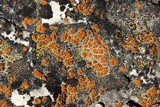 Caloplaca flavovirescens image