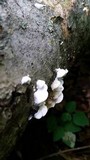 Gloeoporus dichrous image