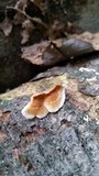 Gloeoporus dichrous image