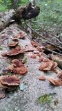 Phellinus gilvus image