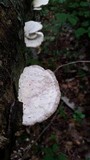 Trametes gibbosa image