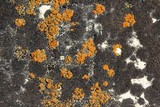Caloplaca flavovirescens image