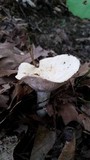 Lactarius piperatus image