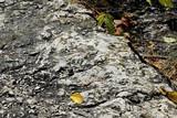 Caloplaca flavovirescens image