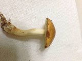 Leccinum longicurvipes image