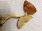 Leccinum longicurvipes image
