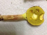 Leccinum rubropunctum image