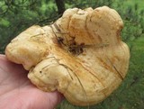 Lactarius psammicola image
