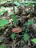 Xanthoconium affine image