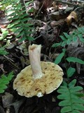 Xanthoconium affine image