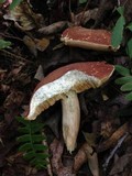 Xanthoconium affine image
