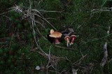 Chalciporus pseudorubinellus image
