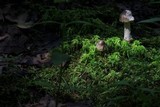 Amanita sect. Vaginatae image