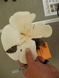 Leucopaxillus giganteus image