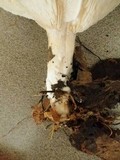 Leucopaxillus giganteus image