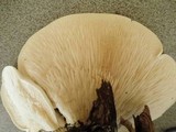 Leucopaxillus giganteus image
