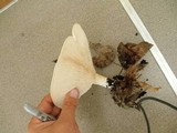 Leucopaxillus giganteus image