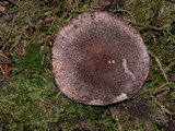 Tricholoma atrosquamosum image