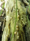 Helicogloea compressa image