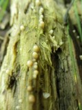 Helicogloea compressa image