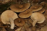 Lactarius marylandicus image