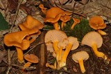 Cantharellus ignicolor image