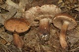 Tylopilus variobrunneus image