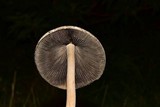 Panaeolus antillarum image