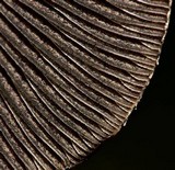 Panaeolus antillarum image