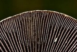 Panaeolus antillarum image