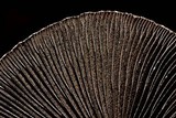 Panaeolus antillarum image