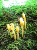 Microglossum rufum image