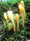 Microglossum rufum image