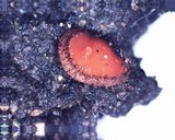 Scutellinia legaliae image