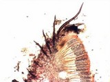 Scutellinia legaliae image