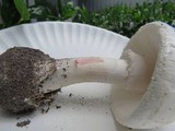 Amanita mutabilis image