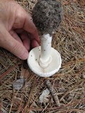 Amanita mutabilis image