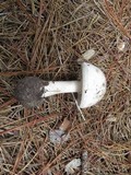 Amanita mutabilis image