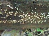 Helicogloea compressa image
