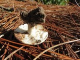 Lactarius luteolus image