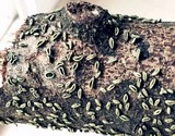 Rhytidhysteron columbiense image