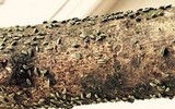 Rhytidhysteron columbiense image