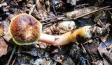 Aureoboletus auriporus image