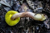 Aureoboletus auriporus image