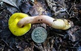 Aureoboletus auriporus image