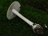 Amanita onusta image