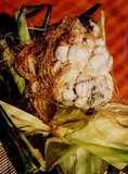 Ustilago maydis image