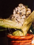 Ustilago maydis image