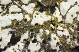 Candelariella aurella image