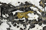 Candelariella aurella image